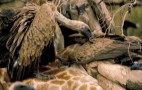 African Wildlife