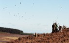 Grouse Shoot