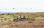 Grouse Shoot