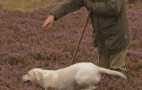 Grouse Shoot