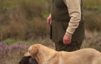 Grouse Shoot