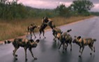 African Wildlife
