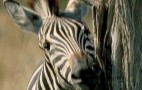African Wildlife