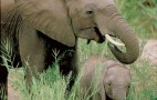 African Wildlife