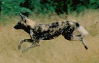 African Wildlife