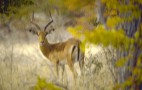 African Wildlife