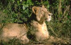 Indian Wildlife