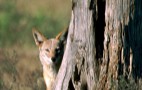 African Wildlife