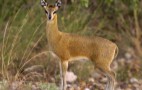 African Wildlife