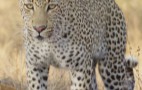 African Wildlife