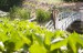 Helford Church & Trebah Gardens, Helford Sound, in Cornwall
