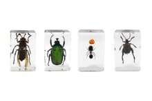 Celestron 3D Bug Specimen Kit 5 Home Grovers Optics