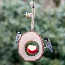Columbus Apple Feeder