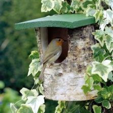 National Trust Birch Open Nest Box