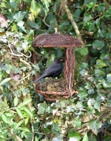 Wildlife World Open Nest Buddy